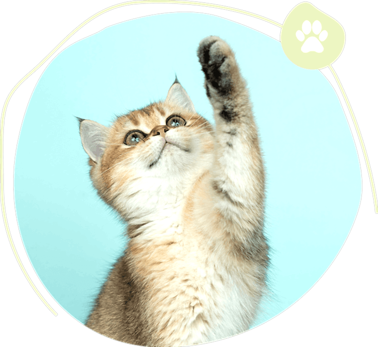 All Critters Pet Boarding Service