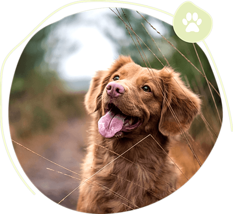 All Critters Pet Boarding Service