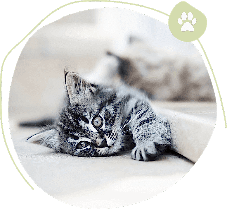 All Critters Pet Boarding Service