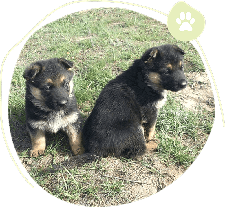 All Critters Pet Boarding Service