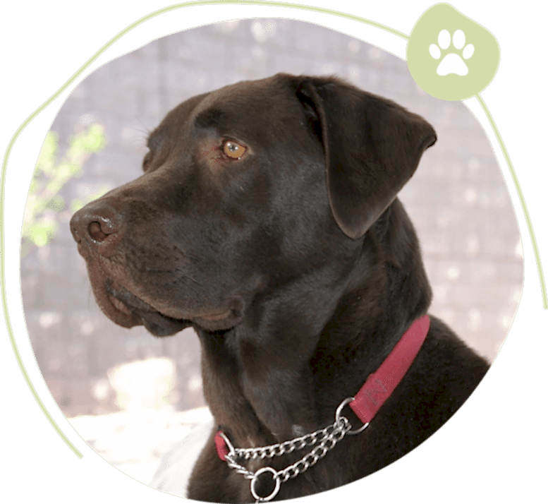 All Critters Pet Boarding Service